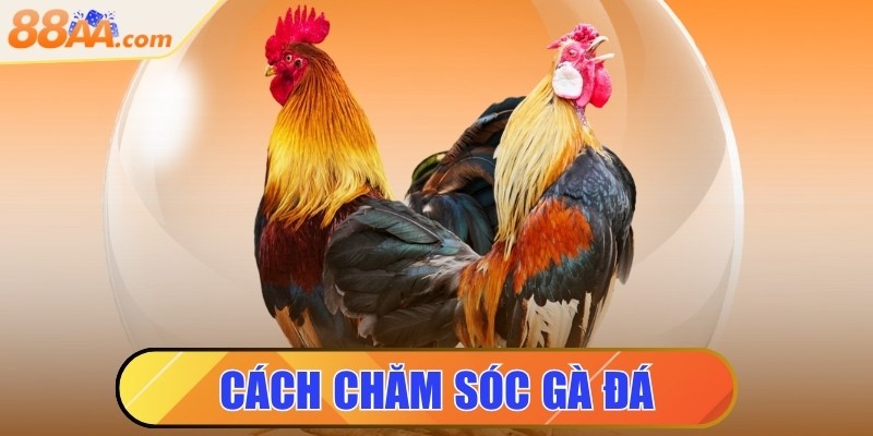Cách chăm sóc gà đá đúng chuẩn giúp sung mãn, bền sức 1 Cách chăm sóc gà đá đúng chuẩn giúp sung mãn, bền sức