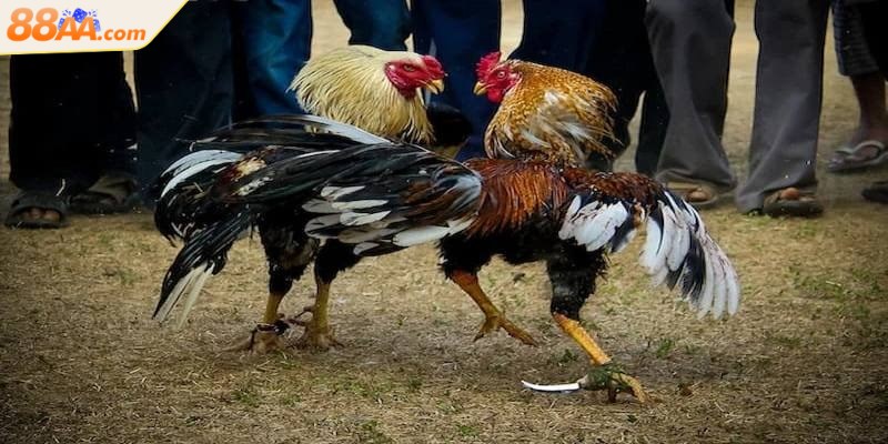 Đá gà cựa dao - Cuộc chiến tốc độ trên sàn đấu đỉnh cao 2 Đá gà cựa dao nổi bật như một hình thức thi đấu gay cấn, tốc độ