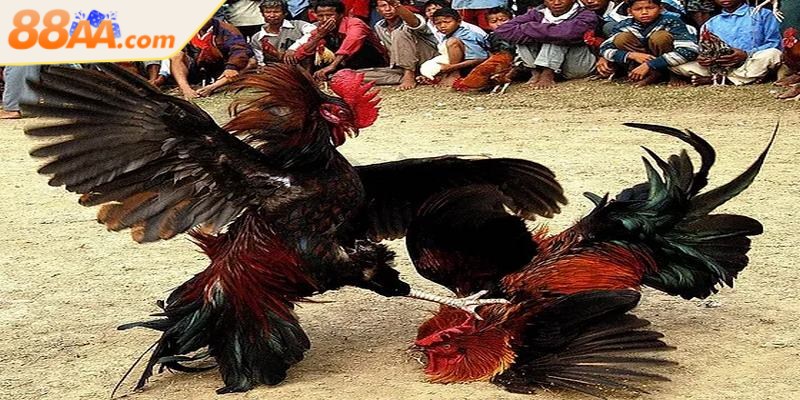 Đá gà cựa sắt - Luật chơi chi tiết người mới cần nắm rõ 3 Đá gà cựa sắt hấp dẫn và thu hút nhiều người chơi bởi những ưu điểm nổi bật