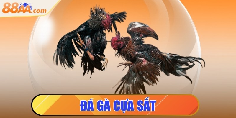 Đá gà cựa sắt - Luật chơi chi tiết người mới cần nắm rõ 1 Đá gà cựa sắt - Luật chơi chi tiết người mới cần nắm rõ