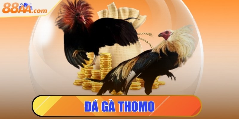 Đá gà Thomo - Đấu trường huyền thoại nổi tiếng Đông Nam Á