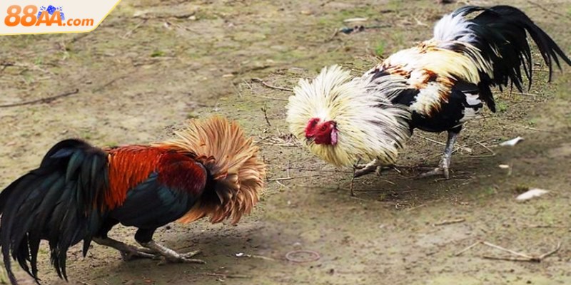 Đá gà tre mang sức hút đặc biệt rất được ưa chuộng hiện nay