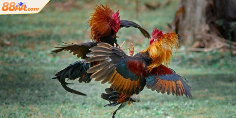 Mỗi trận đấu diễn ra sôi động với nhiều tình huống bất ngờ, kịch tính