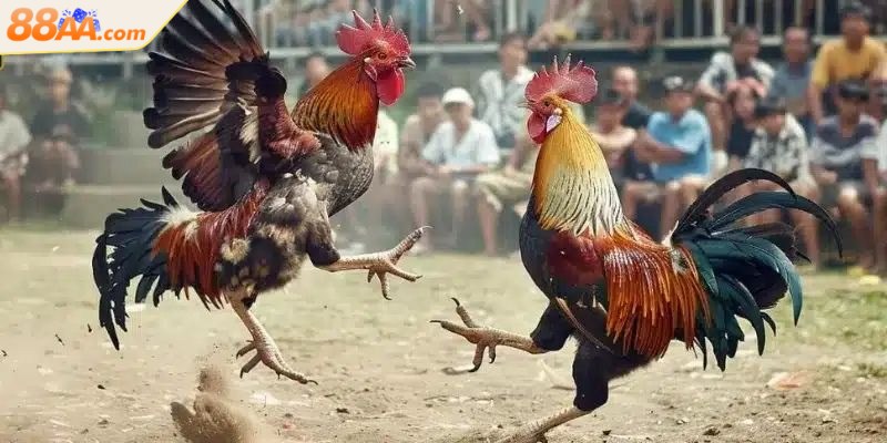 Lựa chọn cược đa dạng cho anh em thể hiện kỹ năng dự đoán